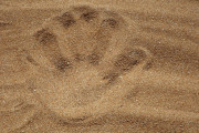 Dekoration (pexels|palm-print-auf-sand-69460)